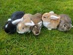 Schattig konijnen hangoornestje!, Dieren en Toebehoren, Meerdere dieren, 0 tot 2 jaar, Middelgroot, Hangoor