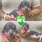 Zeer mooie kaninchen/dwergteckel pups, Kaninchen, België, Rabiës (hondsdolheid), 8 tot 15 weken
