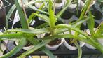 Aloe vetplant succulent, Huis en Inrichting, Kamerplanten, Minder dan 100 cm, Halfschaduw, In pot, Ophalen