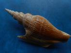 Schelpen: Strombus listeri Gray f++/gem- 110-120mm+, Verzenden, Schelp(en)