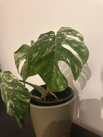 Monstera variegata plant. beschikbaar voor biedingen