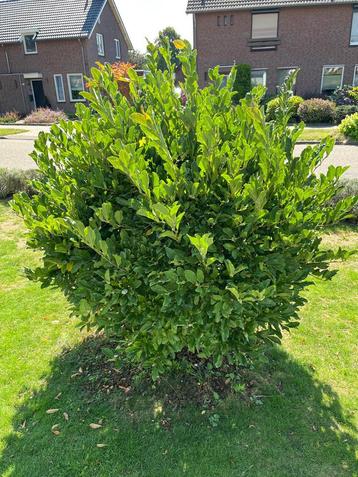 Prunus laurocerasus ‘Otto Luyken’ – compacte laurierkers beschikbaar voor biedingen
