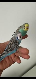 Jonge grasparkieten, Dieren en Toebehoren, Vogels | Parkieten en Papegaaien, Meerdere dieren, Parkiet