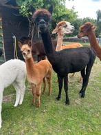 Zwarte alpaca merrie met merrie veulen, Dieren en Toebehoren, Overige Dieren, Juni, Vrouwelijk