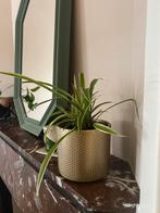 Plant in golden pot, Huis en Inrichting, Kamerplanten, Ophalen of Verzenden, Halfschaduw, Minder dan 100 cm