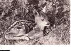 Ansichtkaart	Reekalfje, Verzamelen, Ansichtkaarten | Dieren, Verzenden, 1940 tot 1960, Gelopen, Wild dier