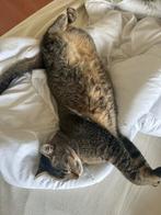 Gastgezin gezocht voor 2 lieve broer-katten, Dieren en Toebehoren, Katten en Kittens | Overige Katten, Kater, Kortharig, 3 tot 5 jaar