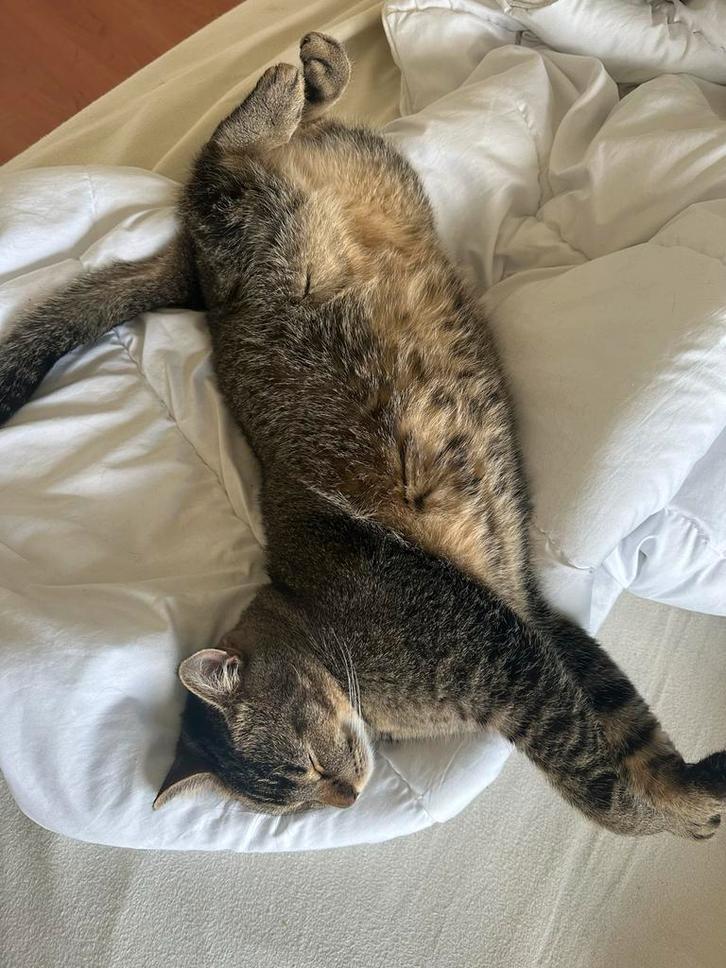 Gastgezin gezocht voor 2 lieve broer-katten, Dieren en Toebehoren, Katten en Kittens | Overige Katten, Kortharig, Kater, 3 tot 5 jaar