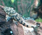 Mooie Ancistrus L519 Rio Itenez",, Dieren en Toebehoren, Vissen | Aquariumvissen, Vis