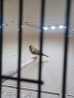 Timbrado, Dieren en Toebehoren, Vogels | Kanaries, Mannelijk