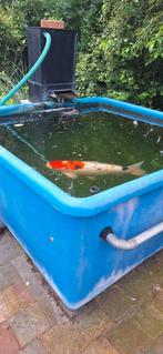 4 jaar jonge Koikarper, Dieren en Toebehoren, Vissen | Vijvervissen, Karper of Koi