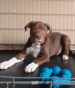Americanbully pup  reu    choco, Eén hond, Nederland, Particulier, Reu