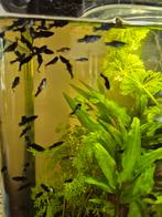 Jonge Black molly's te koop., Dieren en Toebehoren, Vis