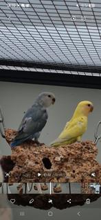 Agapornis roseicollis kuikens nog maar 2 beschikbaar, Dieren en Toebehoren, Meerdere dieren, Dwergpapegaai of Agapornis, Geringd