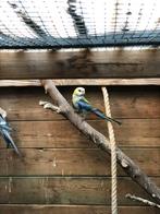 Bleekkop rosella, Dieren en Toebehoren, Vogels | Parkieten en Papegaaien, Vrouwelijk, Parkiet