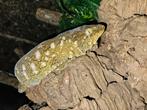0.1 Pure Pine Island Rhacodactylus leachianus kweekdame, Dieren en Toebehoren, Slang