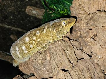 0.1 Pure Pine Island Rhacodactylus leachianus kweekdame beschikbaar voor biedingen