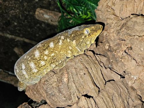 0.1 Pure Pine Island Rhacodactylus leachianus kweekdame, Dieren en Toebehoren, Reptielen en Amfibieën, Slang