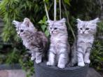 Siberische kittens, Meerdere dieren, Ontwormd, 0 tot 2 jaar