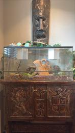 2 rattenslangen met terrarium, Dieren en Toebehoren, Ophalen, Zo goed als nieuw, Terrarium of Paludarium