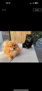 POMERIAAN PUPS - 19 JULI NESTJE VERLATEN!!, 8 tot 15 weken, Meerdere, Meerdere dieren, Nederland