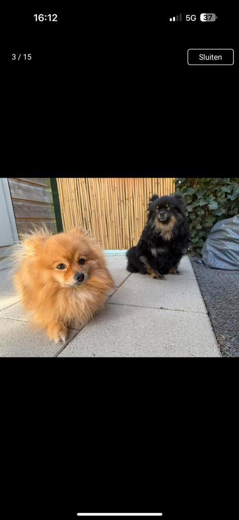 POMERIAAN PUPS - 19 JULI NESTJE VERLATEN!!, Dieren en Toebehoren, Honden | Poolhonden, Keeshonden en Oertypen, Meerdere dieren