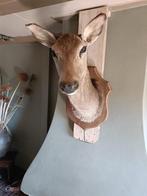 opgezette kop hert hinde taxidermie, Ophalen, Gebruikt, Hert, Gewei of Kop