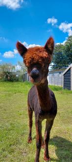 Meerdere alpacas te koop, Dieren en Toebehoren, Meerdere dieren, Voor 1 juli 2024