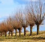 Gezocht; Wilgentakken, Tuin en Terras, Planten | Bomen, Ophalen of Verzenden, Volle zon, Overige soorten