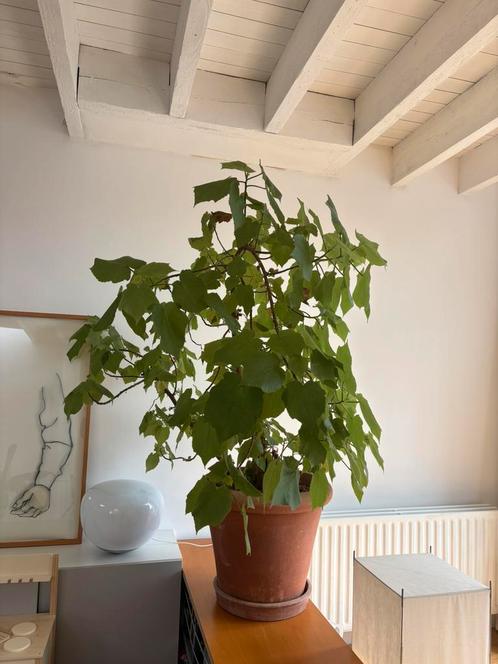 Kamerlinde te koop!, Huis en Inrichting, Kamerplanten, Overige soorten, Ophalen of Verzenden