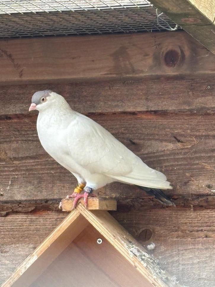 Pracht koppel jonge Hamburger Fliegekalotten...pracht model, Dieren en Toebehoren, Vogels | Duiven, Overige soorten, Meerdere dieren