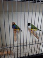 Gouldamadine koppel wildkleur natuurbroed (3), Dieren en Toebehoren, Vogels | Overige Vogels, Meerdere dieren, Tropenvogel, Geringd