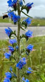 Slangenkruid, Echium vulgare, Overige soorten, Volle zon, Ophalen of Verzenden, Tweejarig