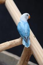 Agapornis | Fischeri |Lovebird |, Meerdere dieren, Pratend, Dwergpapegaai of Agapornis