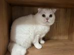 Brits / Britse korthaar kater, Dieren en Toebehoren, Katten en Kittens | Raskatten | Korthaar, Ontwormd, 0 tot 2 jaar, Kater