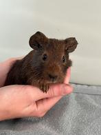 3 jonge Cavia beertjes en zeugje zoeken huisje!, Dieren en Toebehoren, Knaagdieren, Cavia, Meerdere dieren, Tam, Oktober