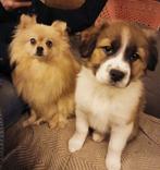 Huiselijke vakantie opvang. Sociale honden, groot en klein, Diensten en Vakmensen, Dieren | Honden | Verzorging, Oppas en Les