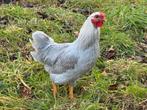 Blauwe wyandotte’s, Dieren en Toebehoren, Pluimvee, Meerdere dieren, Kip