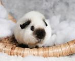 Gezocht! California zeugje!, Dieren en Toebehoren, Knaagdieren, Juli, Vrouwelijk, Cavia