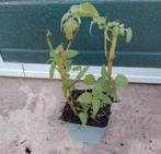 Monarda cambridge scarlet, Vaste plant, Halfschaduw, Zomer, Ophalen