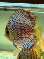 Discus vis