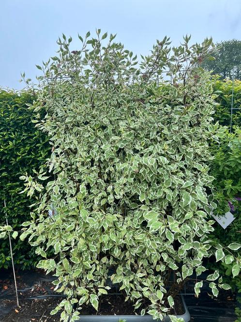 Kant-En-Klare 180x120 cm vanaf €50,00 tot €80,00, Tuin en Terras, Planten | Struiken en Hagen, Ophalen