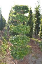 Haagbeuk (Carpinus betulus), Ophalen, Beukenhaag, Haag, 250 cm of meer