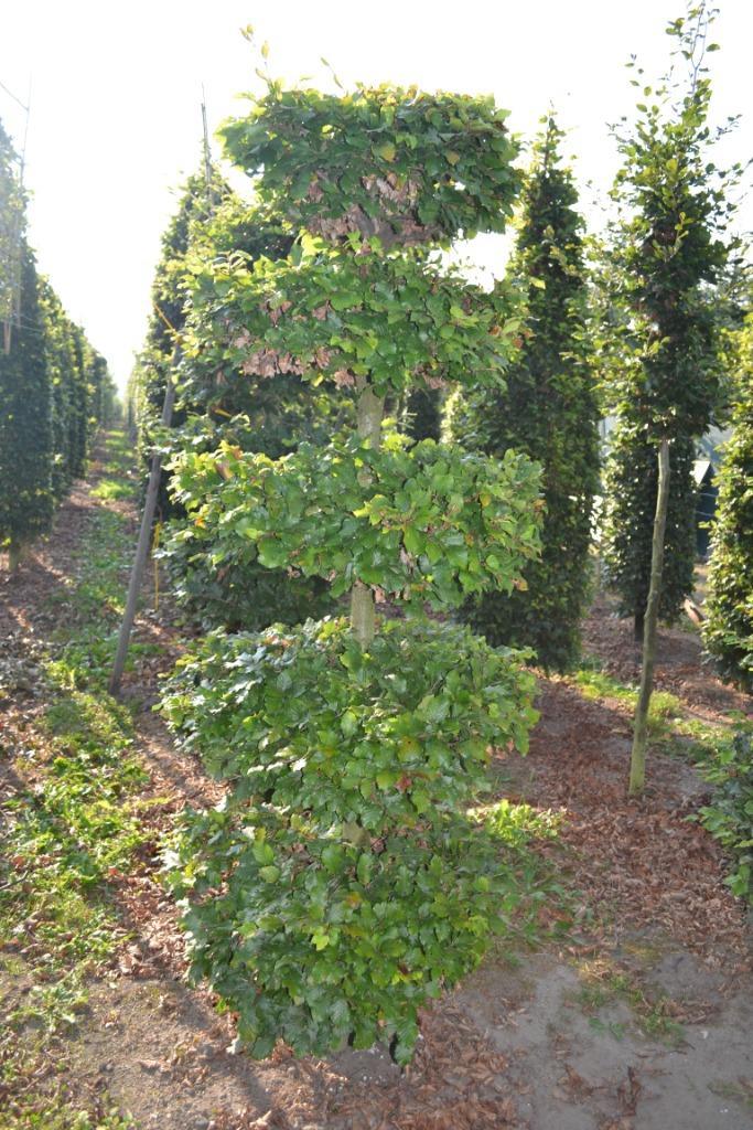 Haagbeuk (Carpinus betulus), Tuin en Terras, Planten | Struiken en Hagen, Haag, Beukenhaag, 250 cm of meer, Ophalen