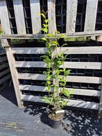 Camelia Principessa Baciocchi ca. 100 cm, Ophalen of Verzenden, Overige soorten, Haag, Minder dan 100 cm