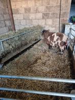 Fok ooi, Dieren en Toebehoren, Vrouwelijk, Schaap, 0 tot 2 jaar