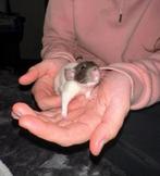 Baby ratjes/rittens, Dieren en Toebehoren, Knaagdieren, Rat, Meerdere dieren, Tam, Oktober