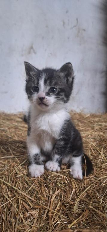 Kittens beschikbaar voor biedingen