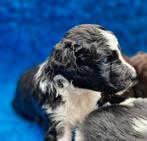 Friese stabij pups, Overige rassen, 8 tot 15 weken, Meerdere, Meerdere dieren