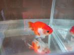Ranchu, Dieren en Toebehoren, Vis